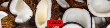 COCO (1) (2) (1)