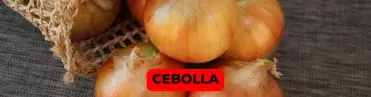 COCO (14) (1)